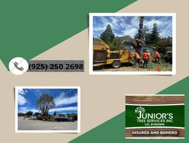 Photos by Junior's Tree Services Inc #1 We develop each service with quality, excellence and professionalism.