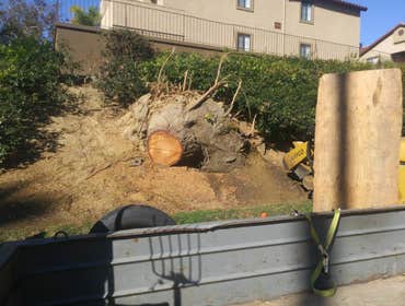 Photos by South Coast Stump Removal