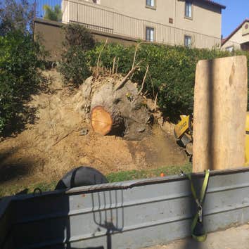 Photos by South Coast Stump Removal