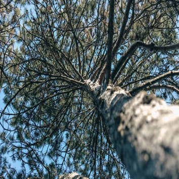 Bac Trees