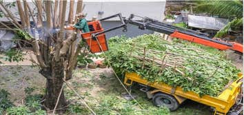 Photos by Pasadena Tree Services #1