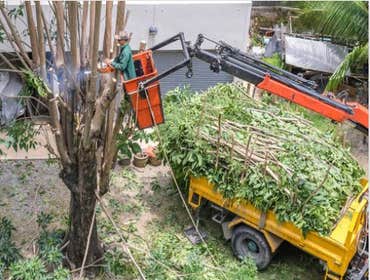 Photos by Pasadena Tree Services #1