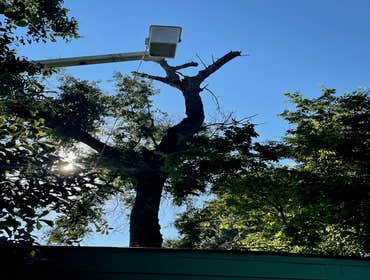 Photos by Contreras Tree Services #2