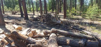 Tree Removal/Timber Services