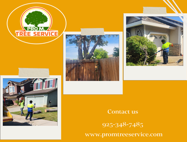 Photos by Pro M Tree Service #50