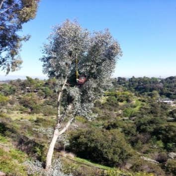 Tree Services Tree trimming Before and After