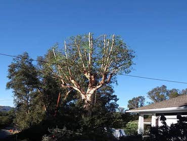 Photos by Villeda Tree Services #1