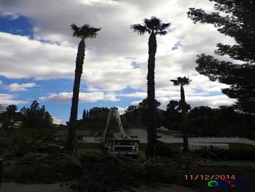 Photos by Estates Tree Service #1