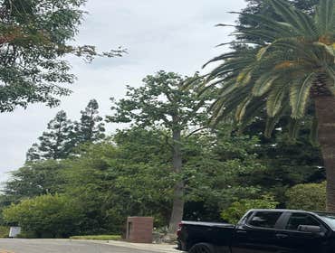 Photos by A+ Ramirez Tree Service #17