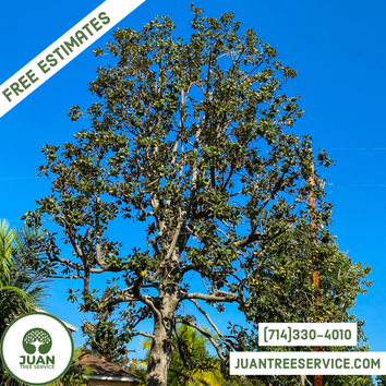 Magnolia Tree Trimming