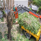 Photos by Burbank Tree Professionals #1