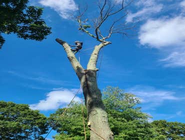 Photos by Jose Tree Service #1