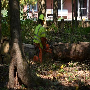 Photos by Hoffman Expert Tree Services LLC #1