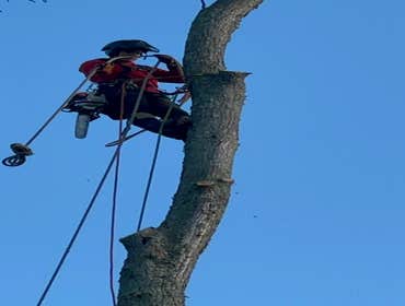 Photos by Green Point Tree Services & Landscaping #17