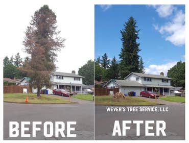 Decayed pine Tree Removal