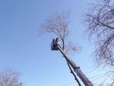 Photos by Placerville Tree Service #1