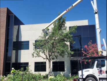 Photos by Cut Rite Tree Service Fresno #1