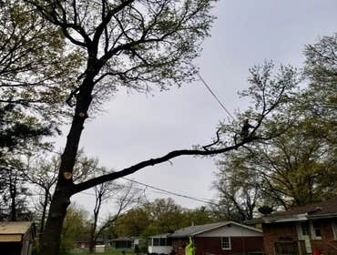 Photos by El Tule Tree Services LLC #1