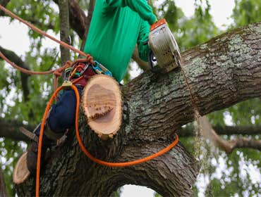 Photos by Hickory Town Tree Service #1