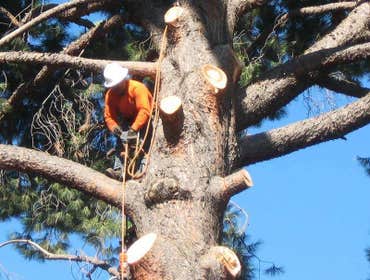 Photos by Gil’s Stump Removal #1