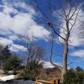 Photos by Fabian Tree Service LLC #1 Trees make the land livable. And yet, sometimes, they need removal, pruning, and stump grinding to clear the area 