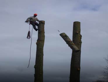 Photo(s) from Justin L Foss Tree Service