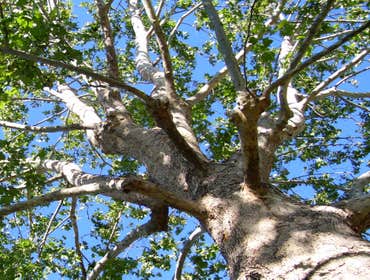 Photos by Artistic Treeworks #1