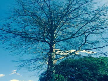 Tree Service South Jersey