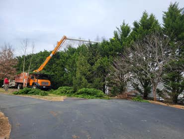 Photos by Hernandez Tree Services #21