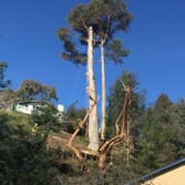 Photos from Rainforest Tree Service Inc