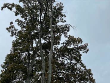 Removing a Dead tree on the Golf Course