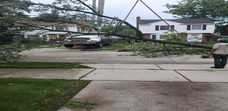 Longtree Tree Service