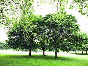 Landscape Projects