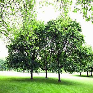 Landscape Projects