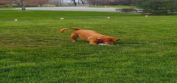 Pet Defence Hidden Dog Fences