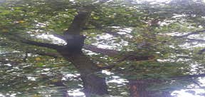 Usa Roofing & Repair/usa Tree Service