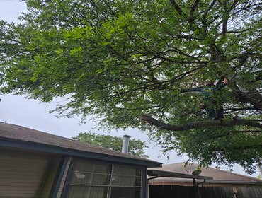 Photos by Tree Service Santos #5