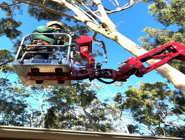 Photos by California Green Tree Care #1