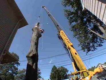 tree removal