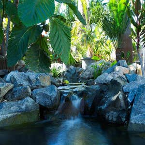 Photos by Aqualife Ponds #1