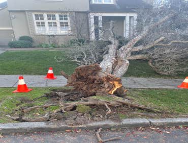 Photos by Junior's Tree Services Inc #1