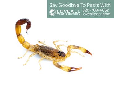 Pest Control Service