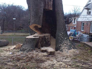 Photos by El Tule Tree Services LLC #2