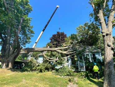Photos by ALX Tree Services LLC #1