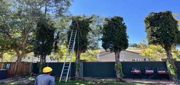 Ccl Trees Services