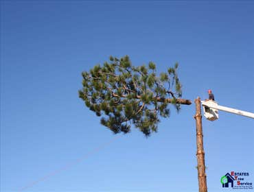 Photos by Estates Tree Service #1