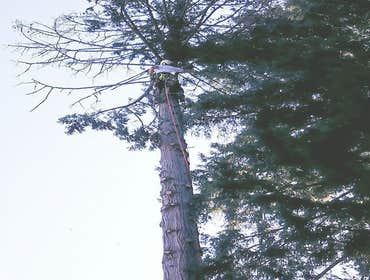 Photos by Elite Tree Care #1