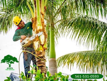 Photos by Acosta Tree Service Inc #21