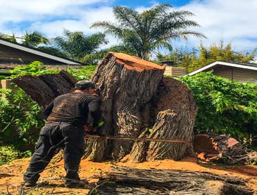 Big Tree Removal 1 Tree Removal with stump grinding debris hauled away.