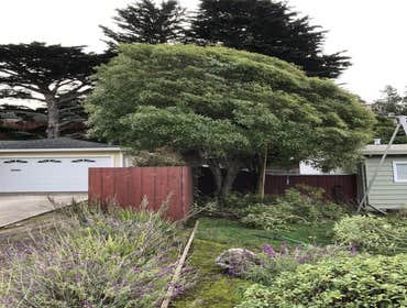 Photos by Encinal Tree Service Inc #9